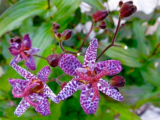 toad-lily-3